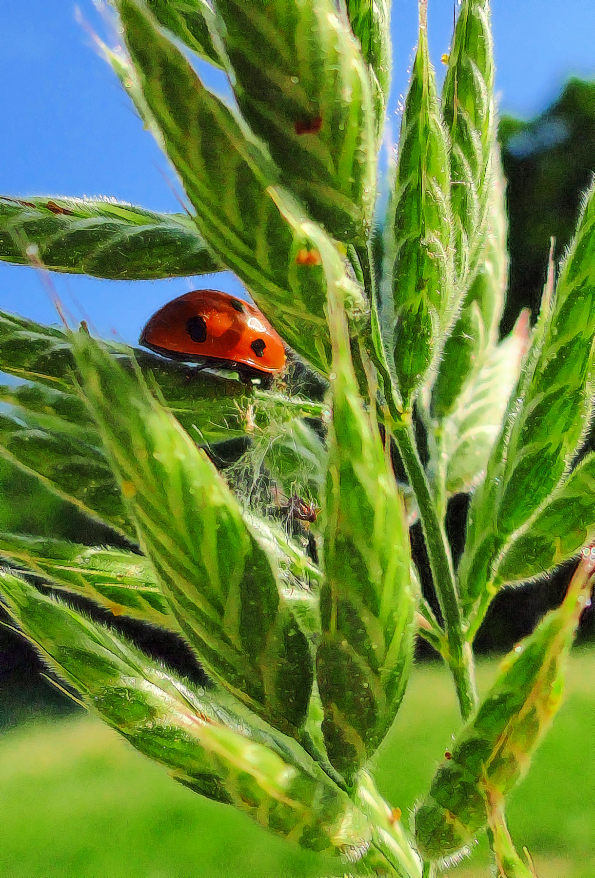 Ladybug3.JPG