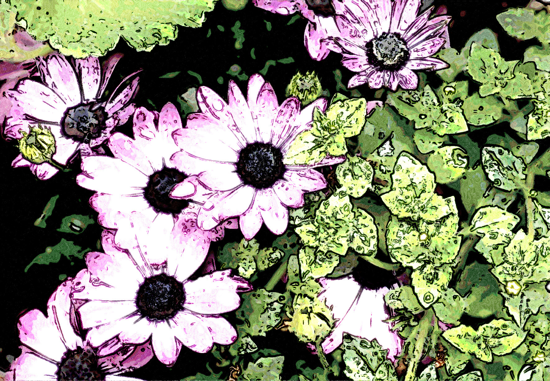 osteospermum-3408289_Jvid_Effect_E.JPG