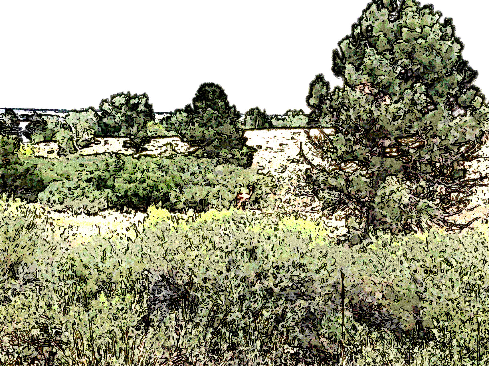 mule-deer-in-field-with-pine-trees-_Jvid_Effect_E.JPG