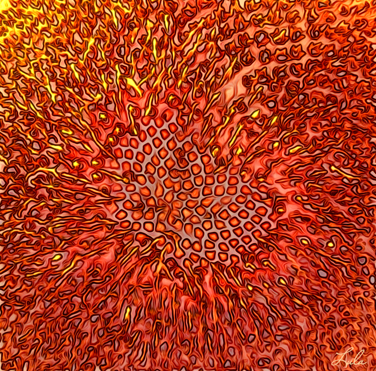 coeurTournesol_jvidEffectC2.jpg