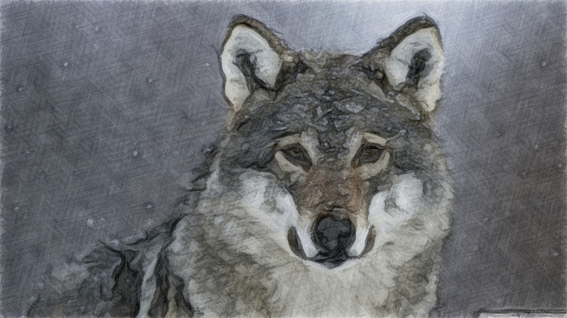 predator_wolf_snow-wallpaper-Jvid_Effect_H.jpg