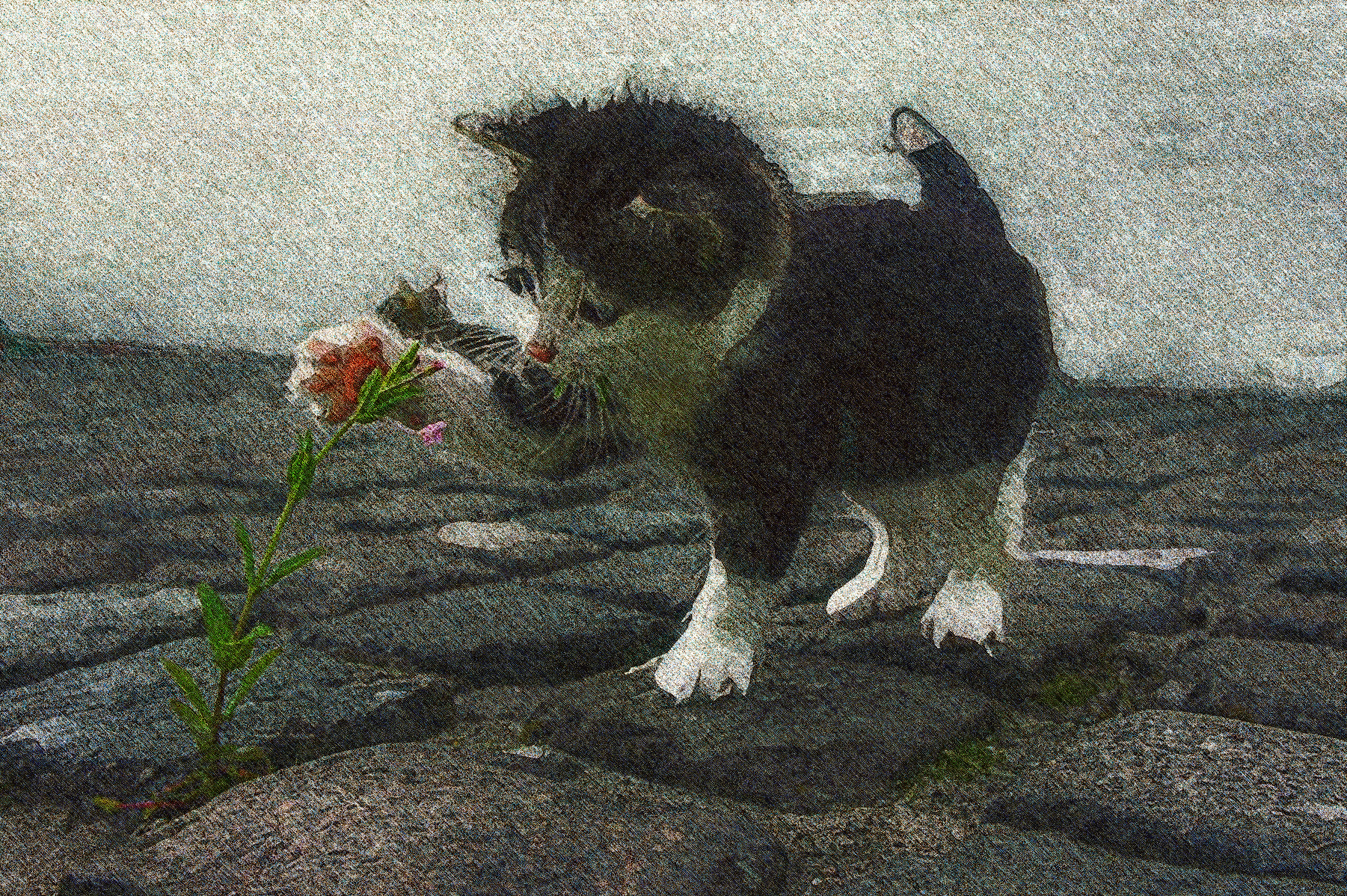 cat-2536662_Jvid_Effect_GP.jpg