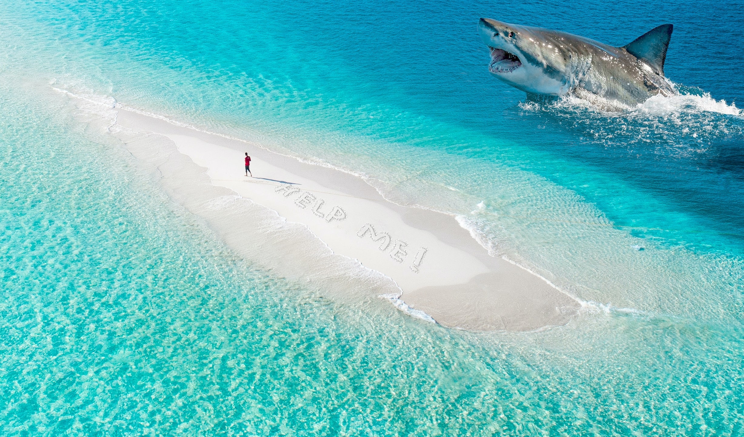 shark out of water.jpg