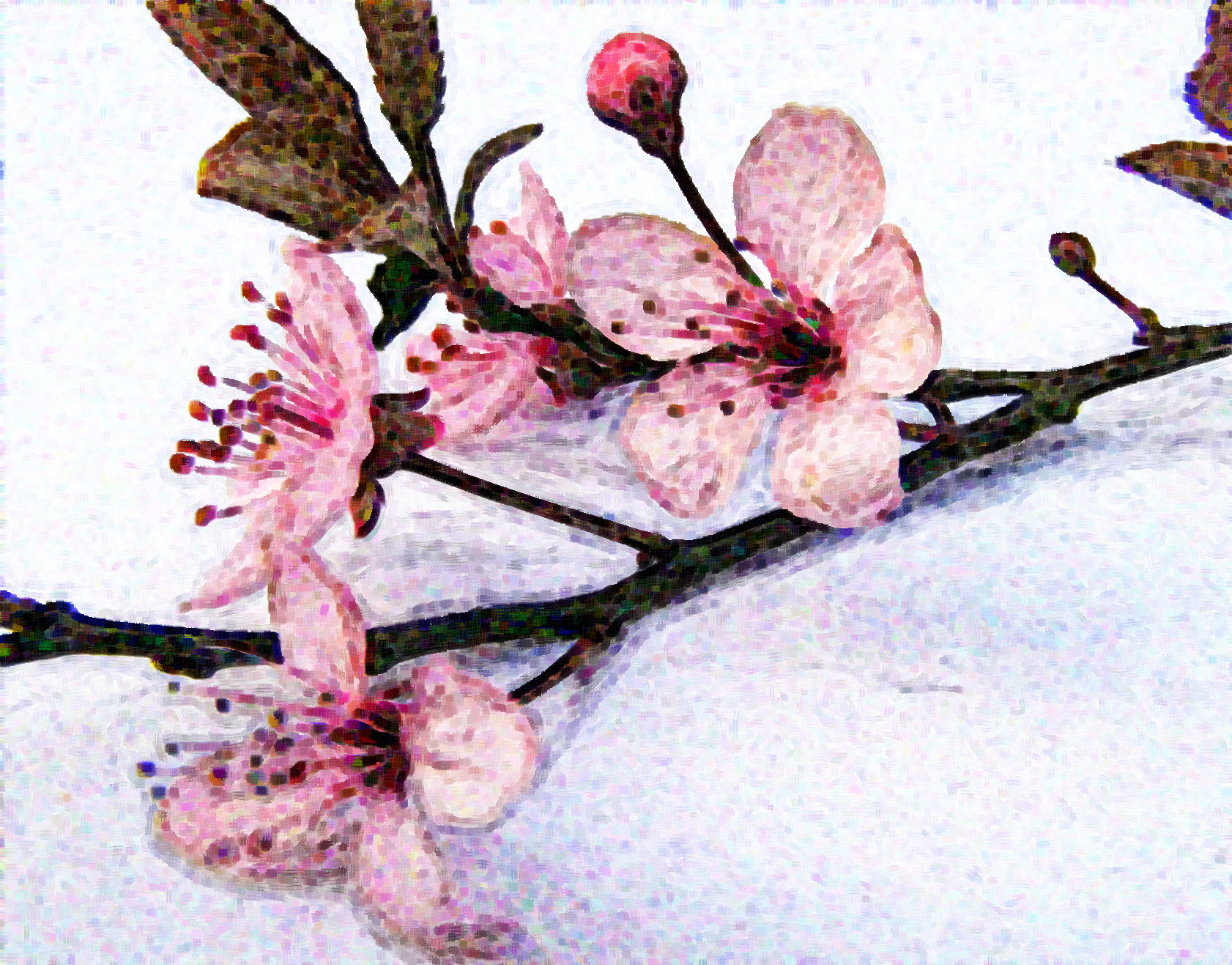 cherry-blossoms-1376786_GraphicEffect_Jvid_K.jpg