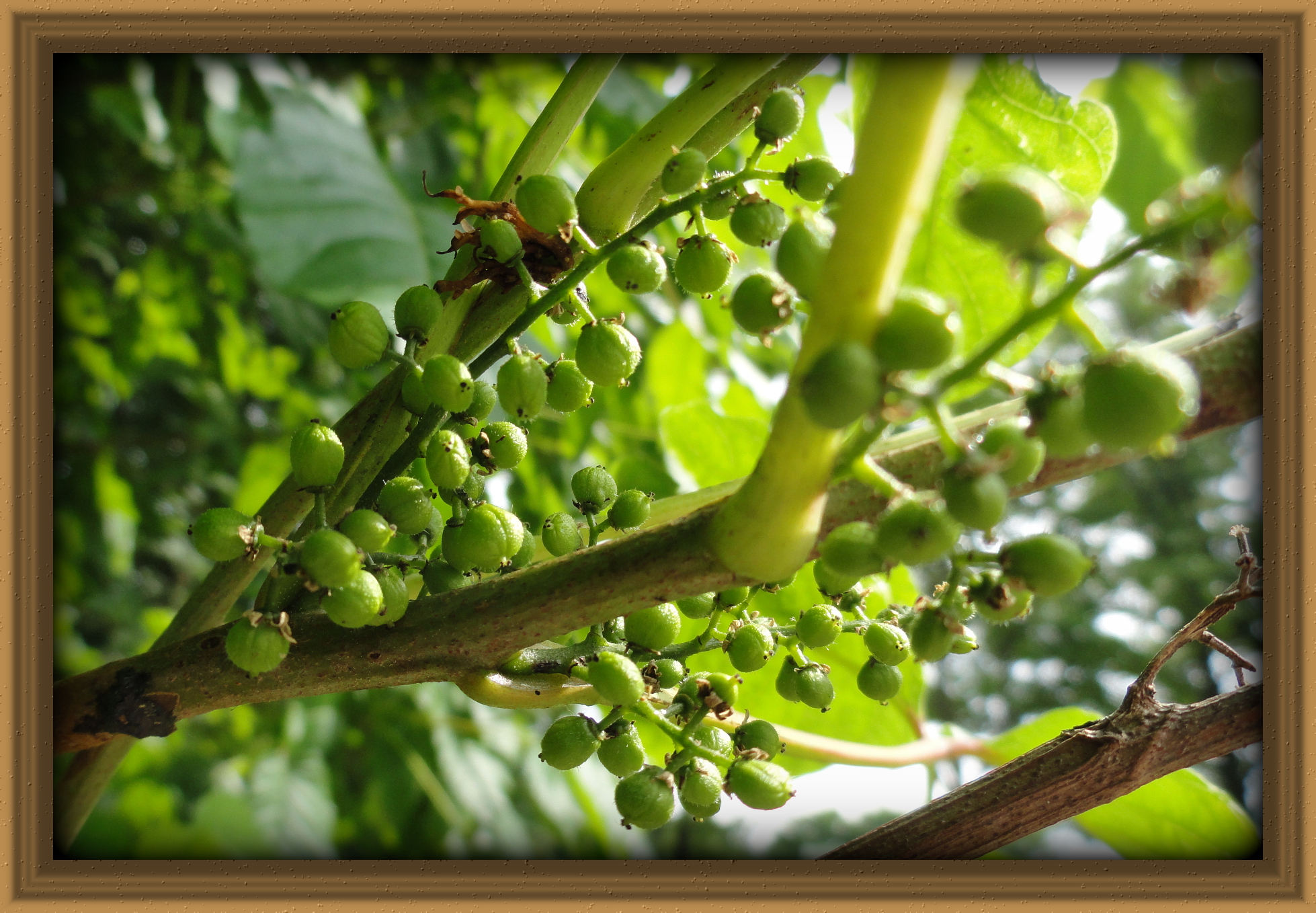 BerriesFramed.JPG