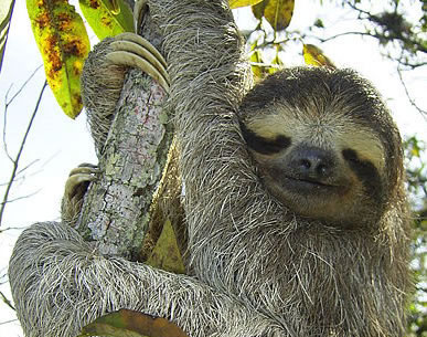 sloth.jpg