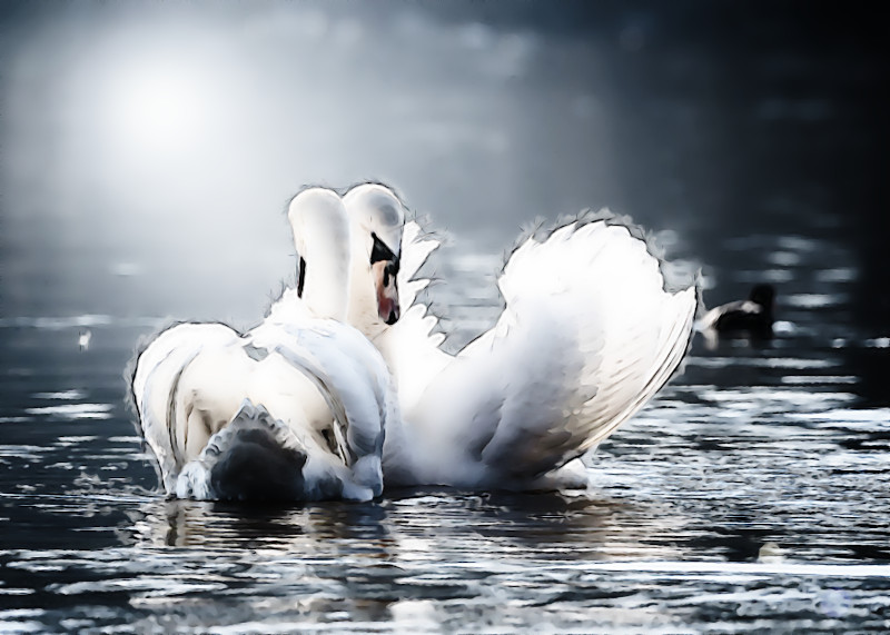 Watercolor.Jvid.M.DN.Swans.jpg