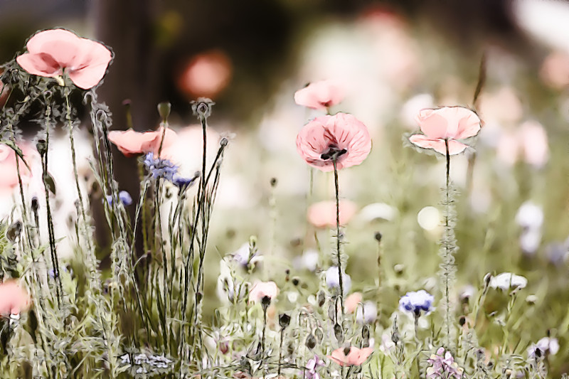 Watercolor.Jvid.M.DN.Poppies.jpg