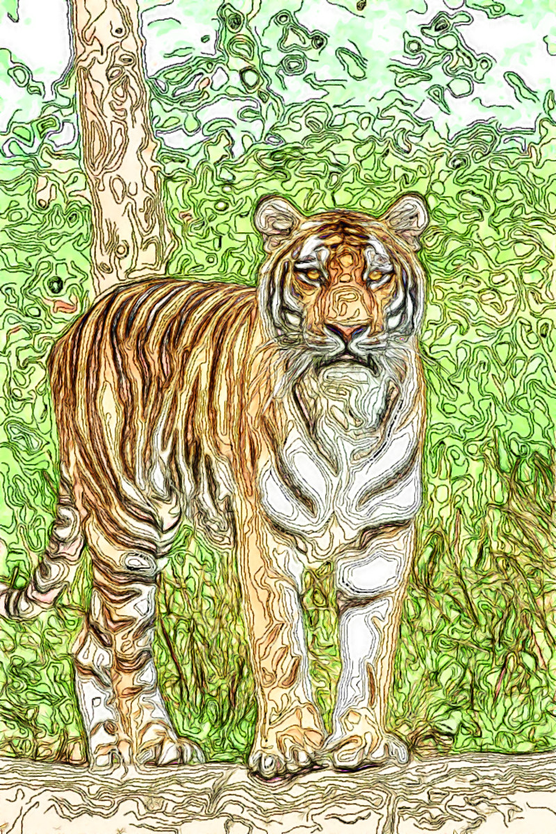 .Jvid.M.DN.Tiger.jpg