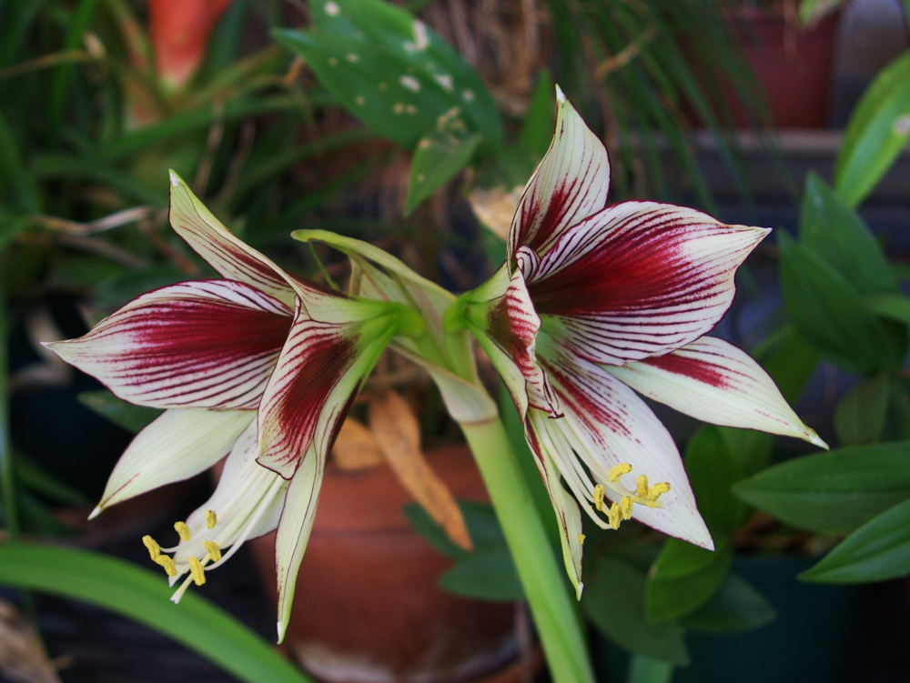 orchid_alien.png