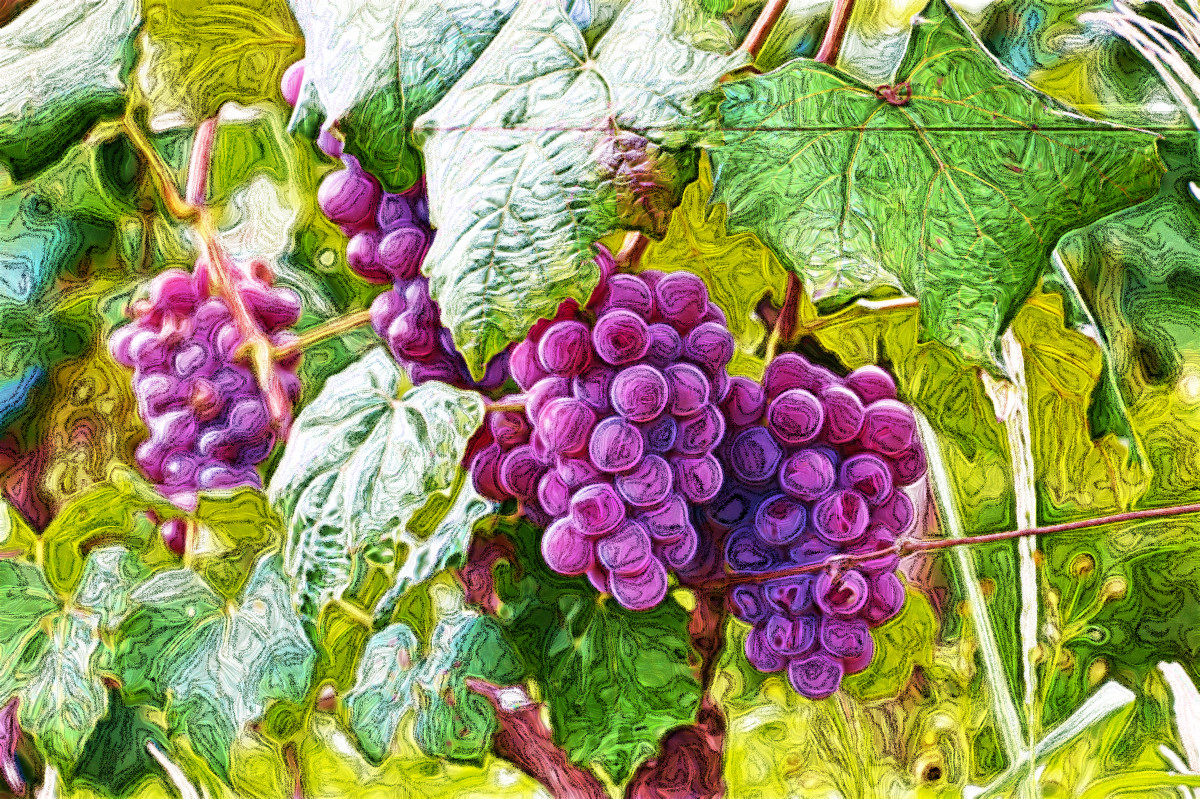 Grapes.Effect.MG.DN.jpg