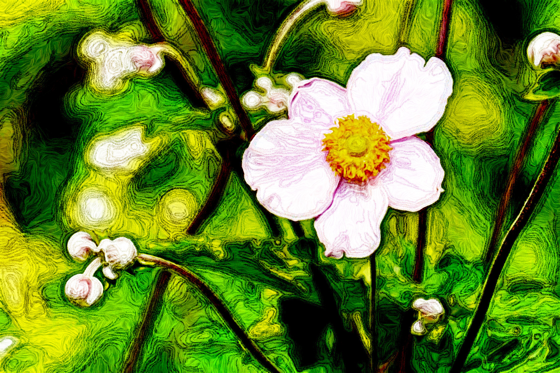 anemone-1610920_Jvid_MG.jpg