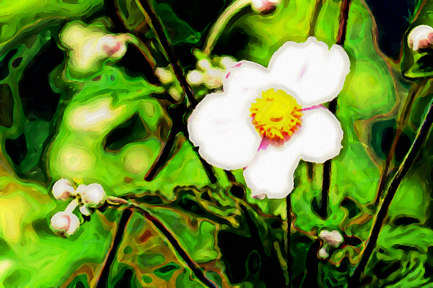 anemone-1610920_Jvid_N.jpg