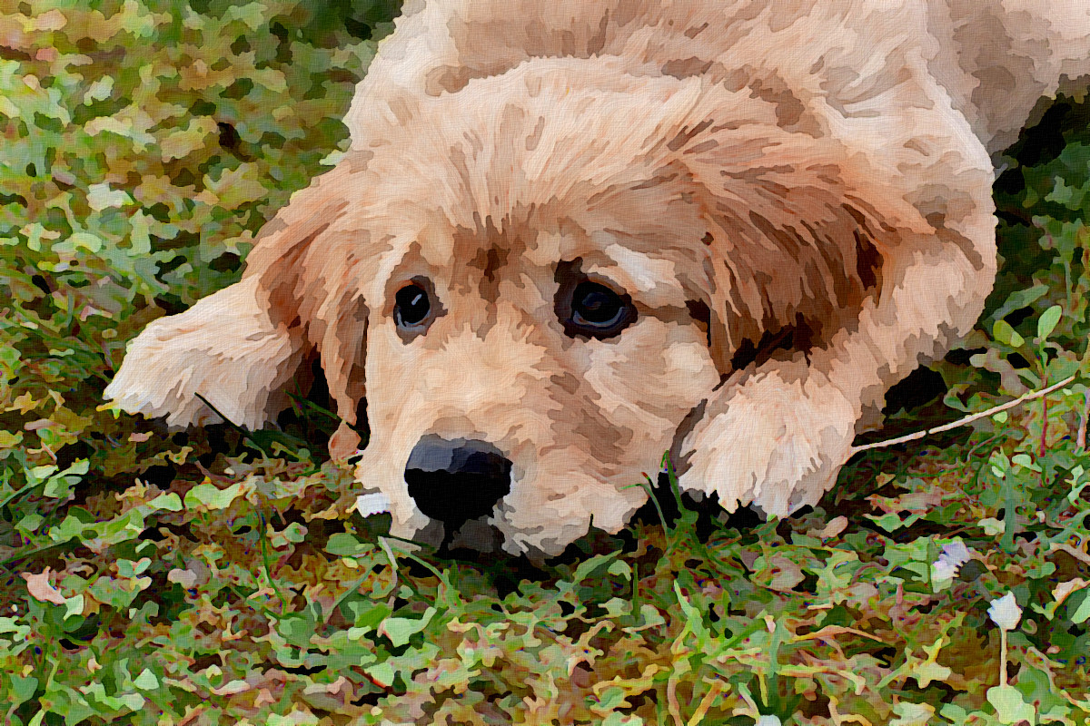 Jvid.P.DN-Puppy.jpg