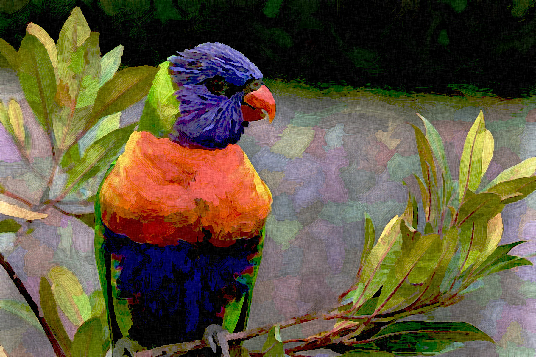 lorikeet-6549172_GraphicEffect_Jvid_PA.jpg