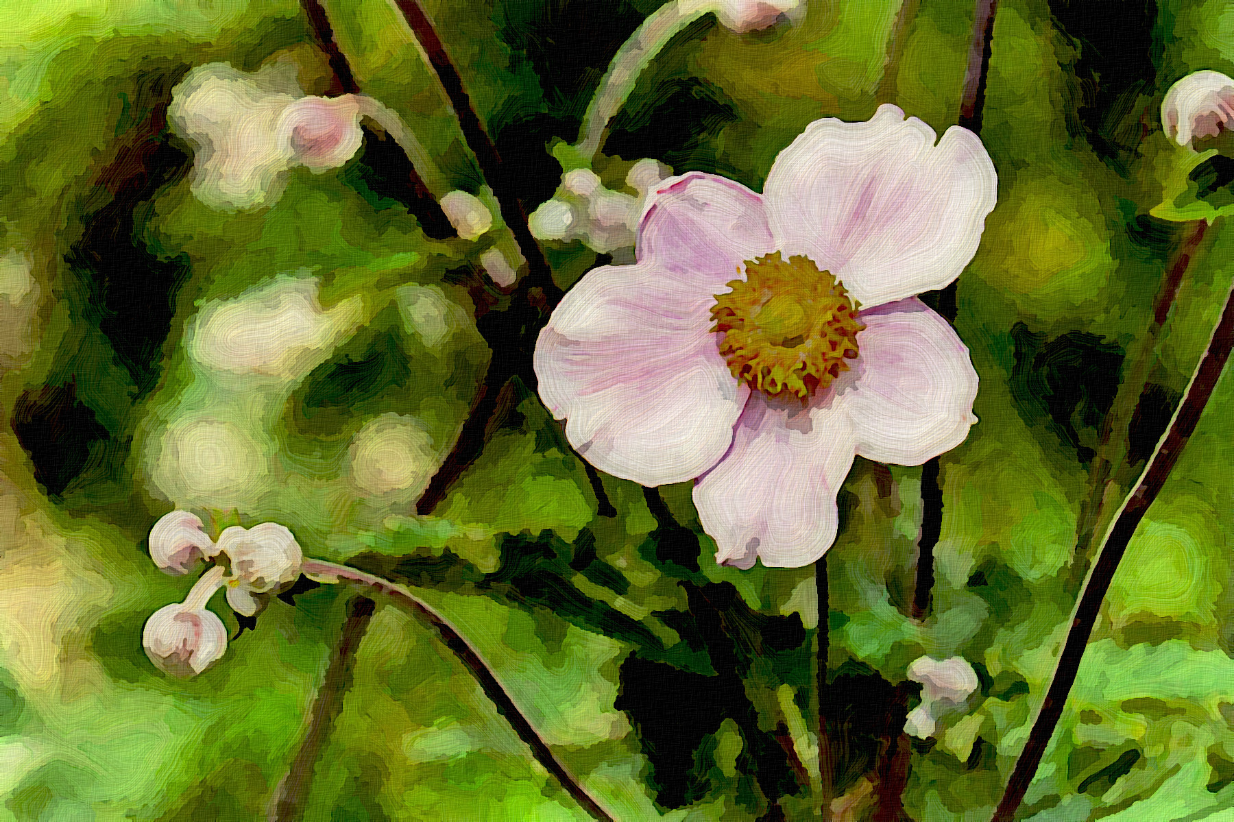 anemone-1610920_JvidPA.jpg