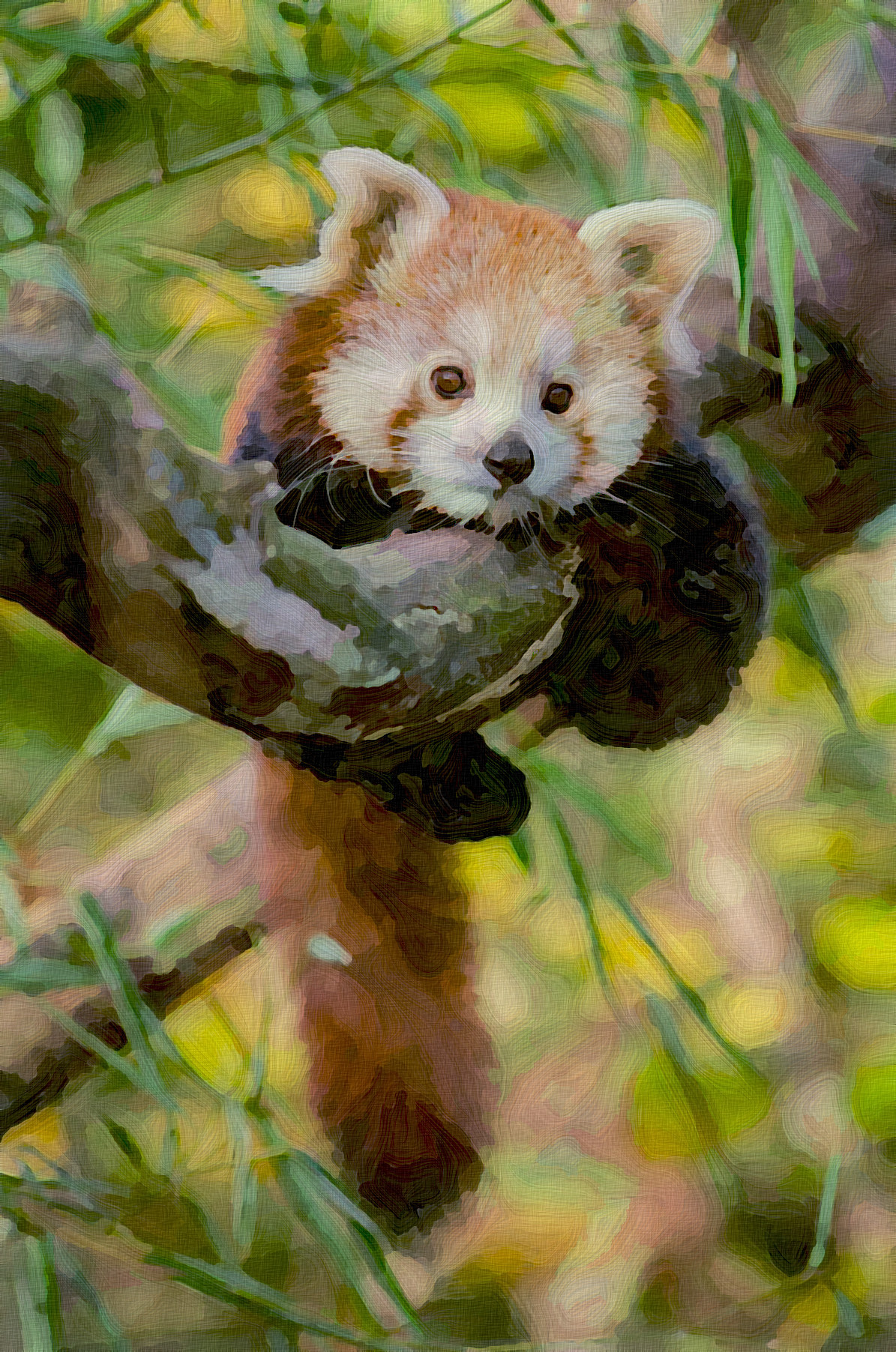 red-panda-1852860_GraphicEffect_Jvid_PA.jpg