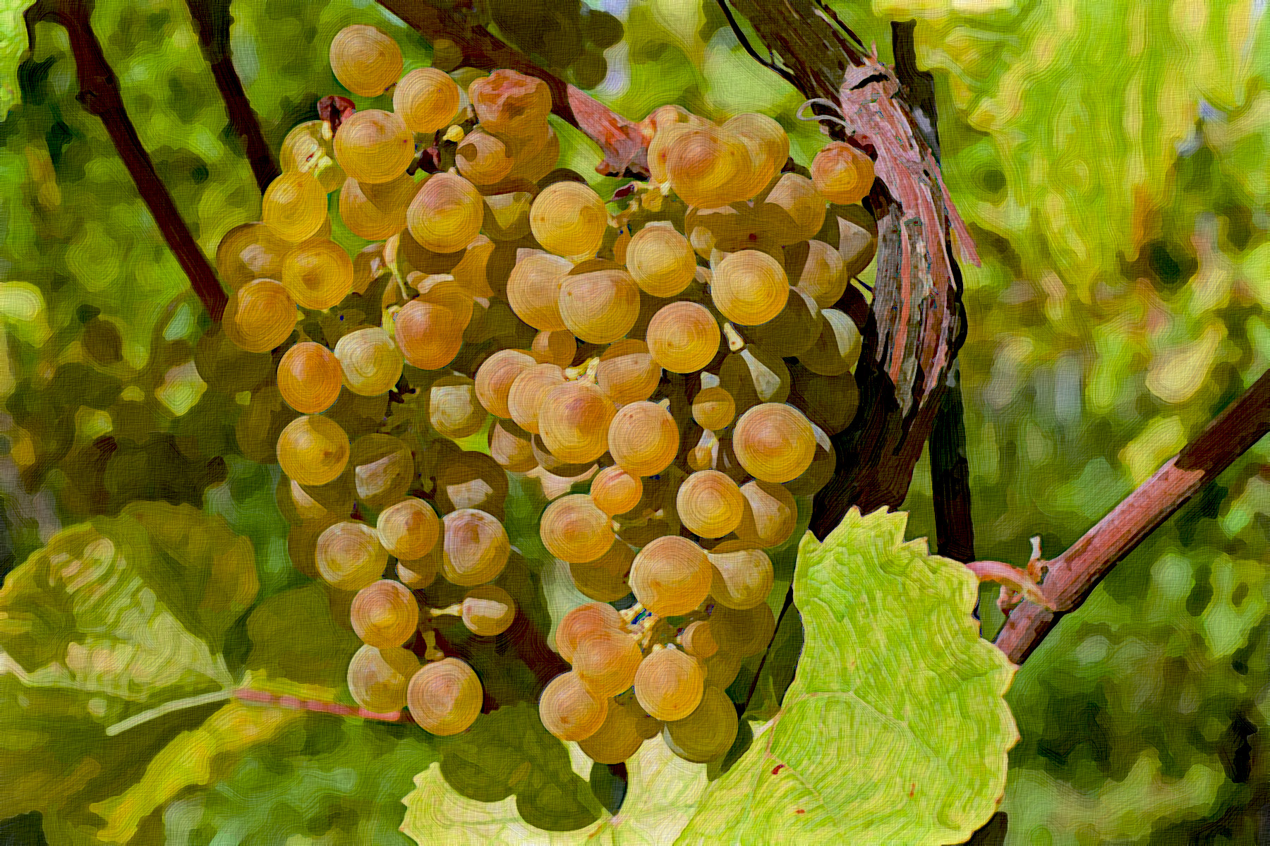grapes-2715711_GraphicEffect_Jvid_PA.jpg