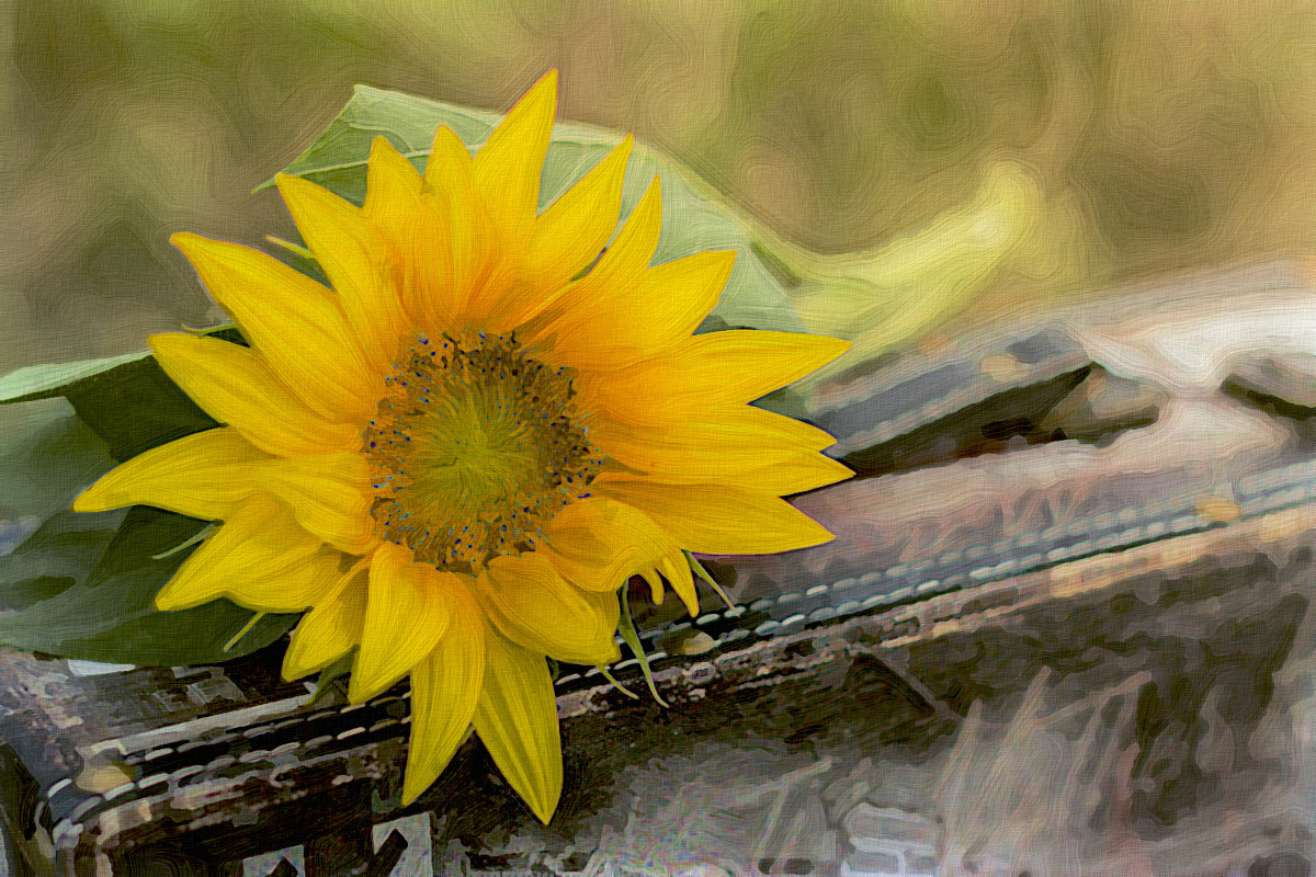 Jvid.PA.DN.Sunflower_on_suitcase.jpg