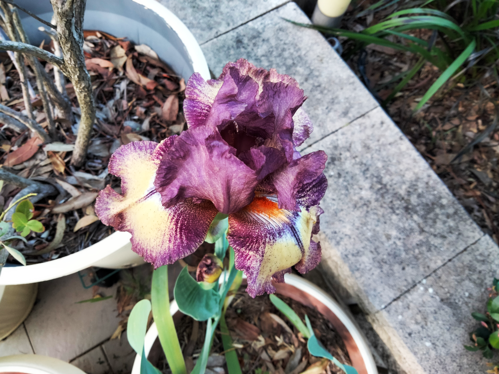 bearded_iris1_pot.png