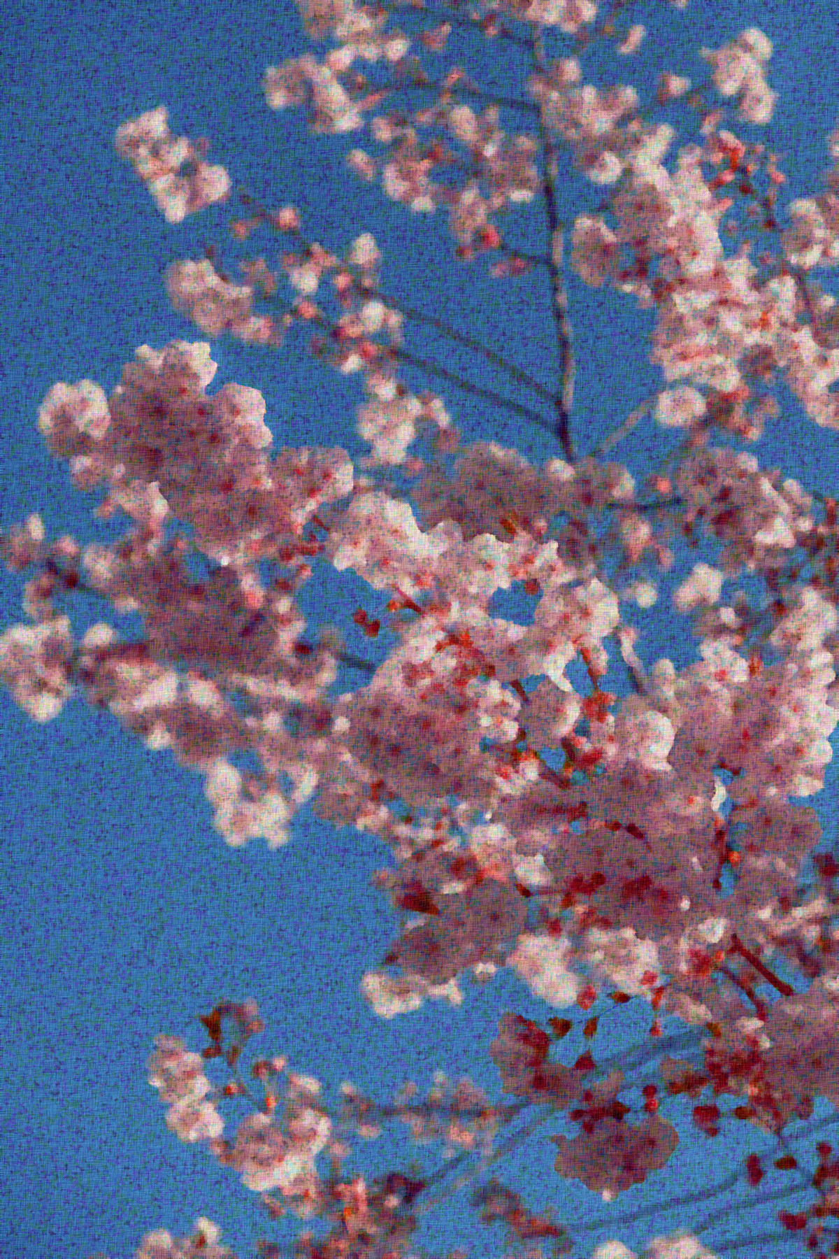 2021-10-04 15-06-18 pexels-oleg-magni-2033997 with JVID effect Q2 (Fake Pointillism thru Sponge Effect) parms= 8, 5, 40, 3, 0.035.jpeg