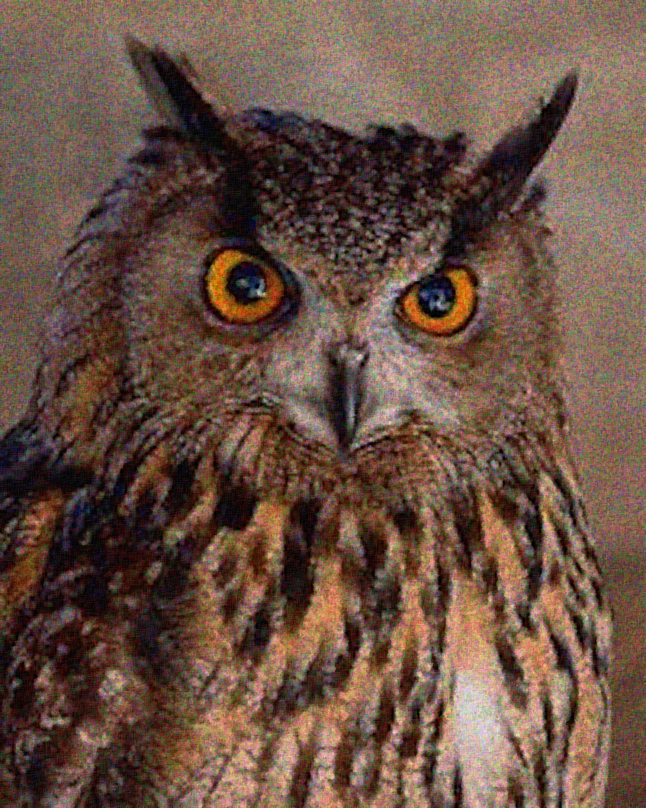 Hibou_Buho_Great Horned owl_Graphic_Sponge_Effect_Q2.jpg