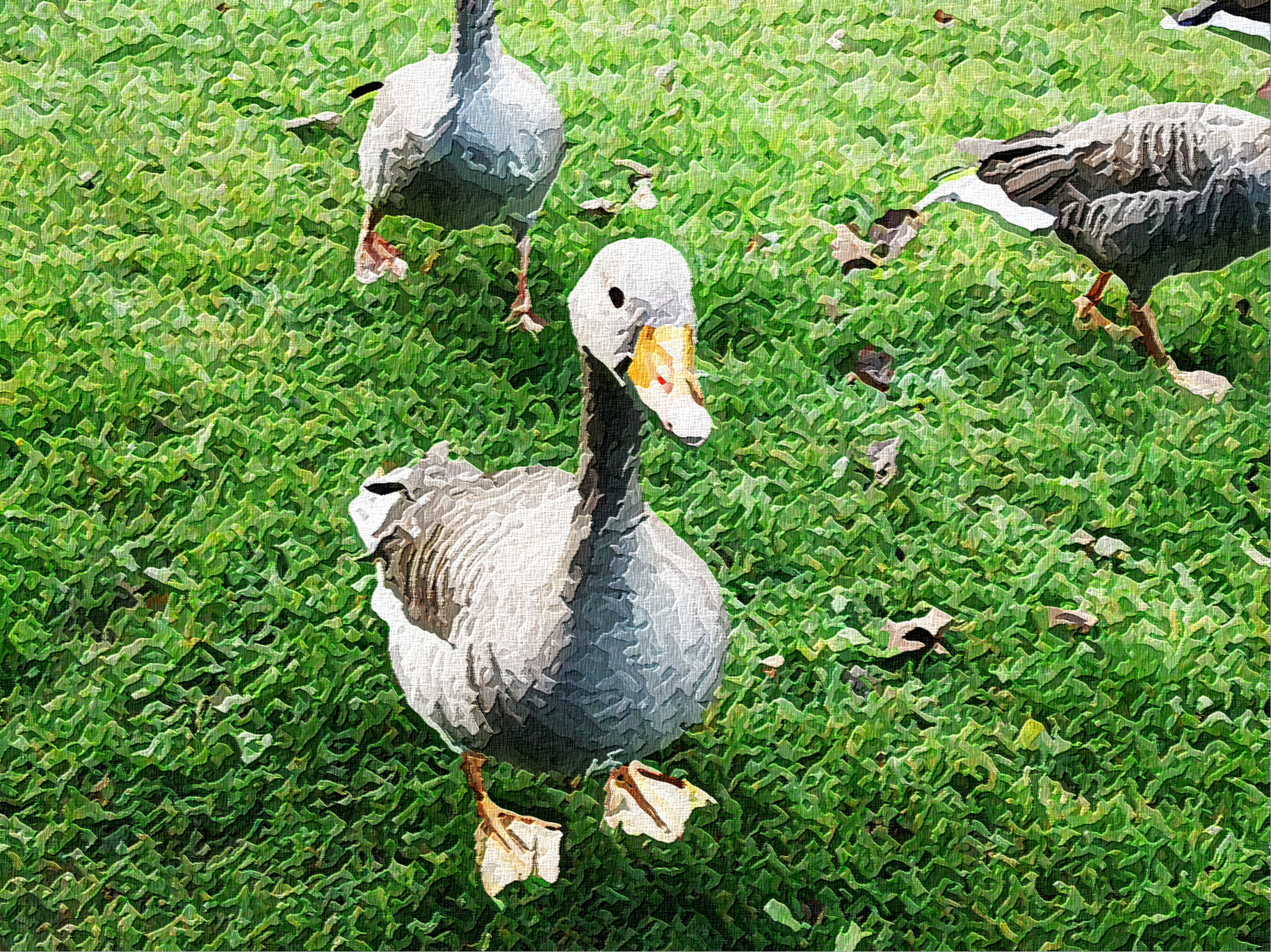 ducks-1640034_Graphic_Emboss_Effect_Jvid_T.JPG