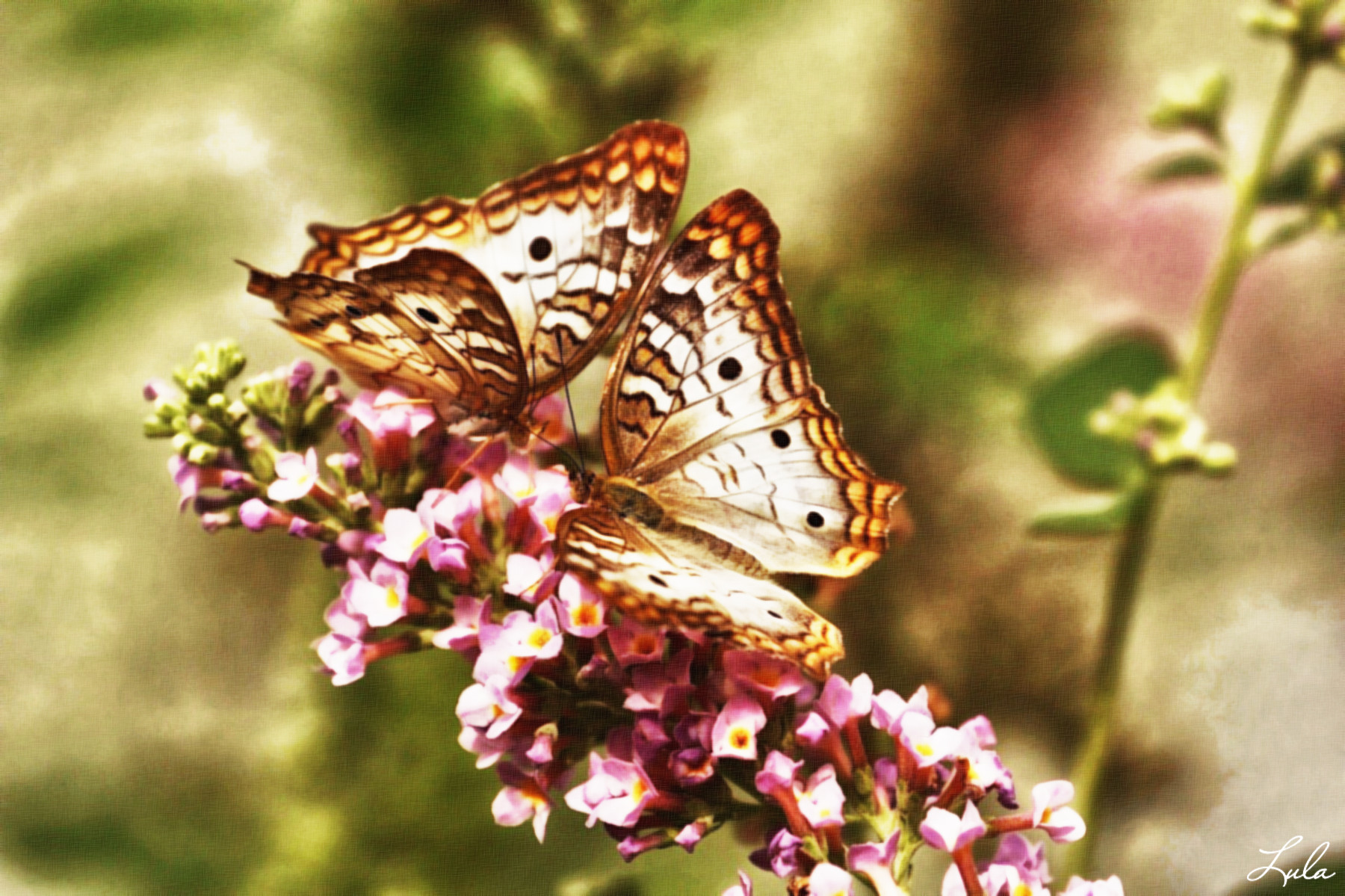 papillons.JVID.U.jpg