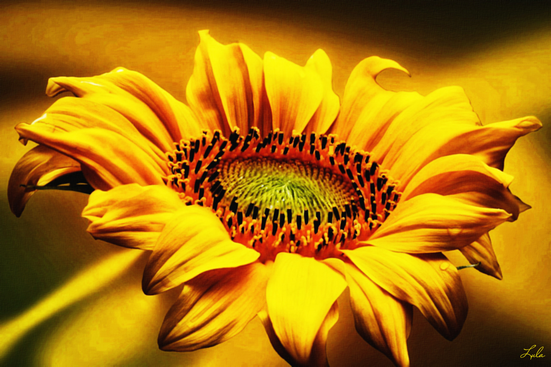 tournesol.JVID.U.jpg