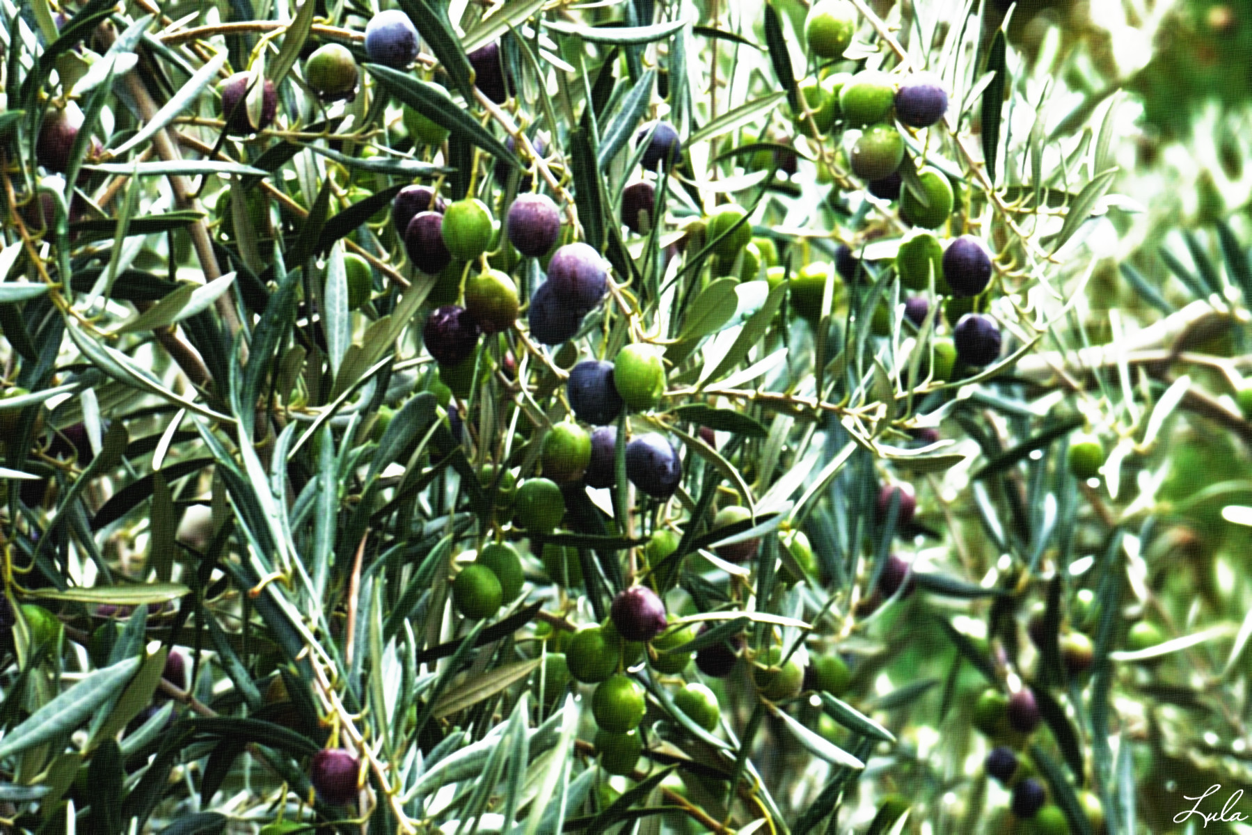 olives.JVID.U.jpg