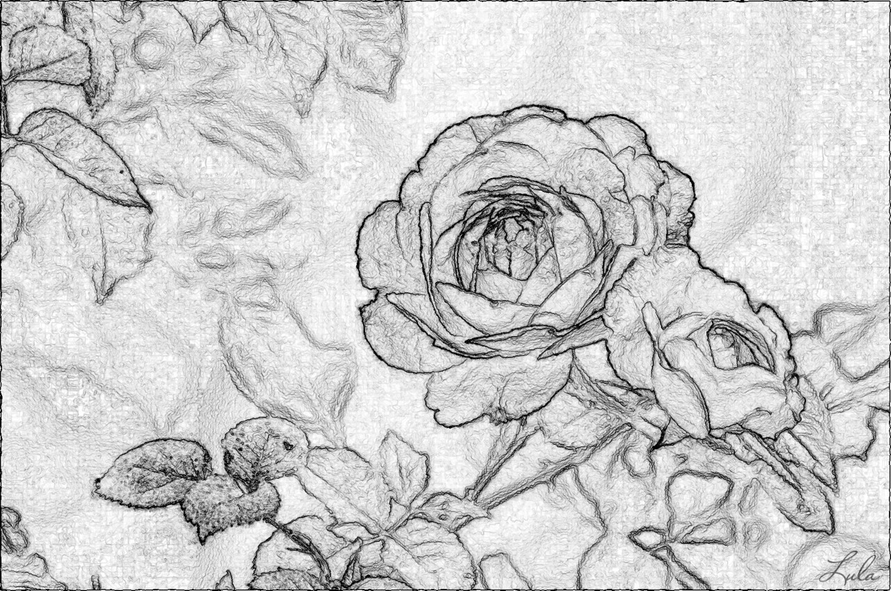 rose.Diego.SG.B&W.t-Thin.jpg