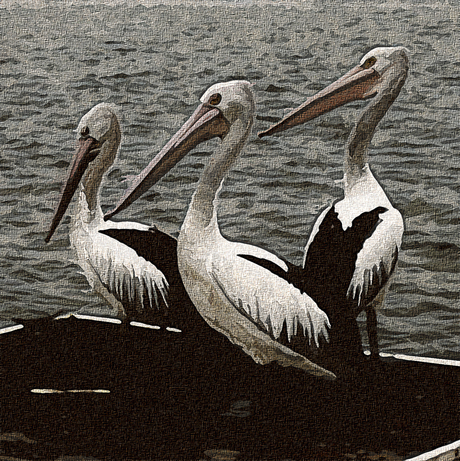 pelicans-pelican-water-bird-australian-Graphic_Effect_Illustration_Jvid_X2b.jpg