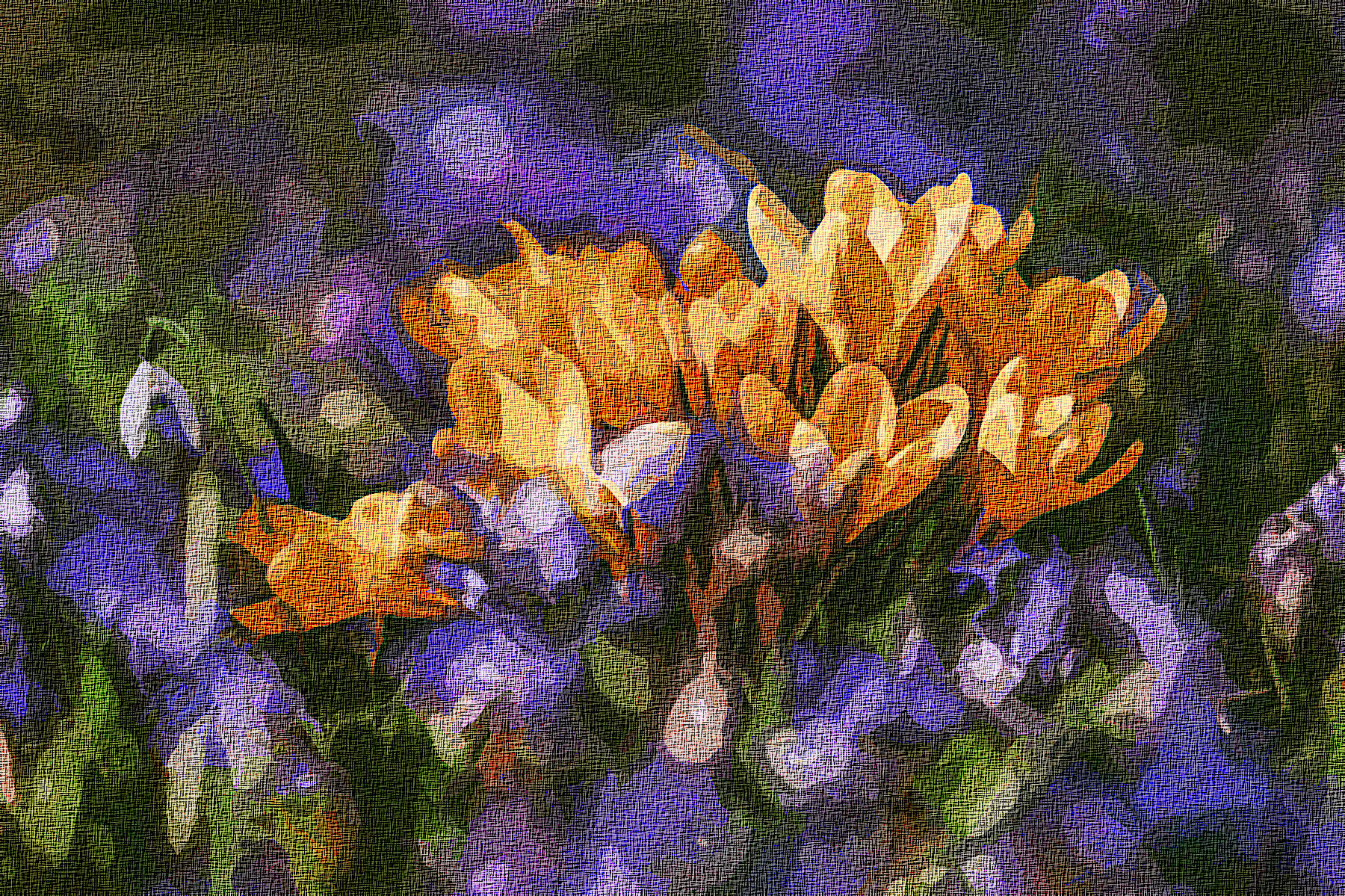 crocus-4030138_Graphic_Effect_Illustration_Jvid_X2D.jpg