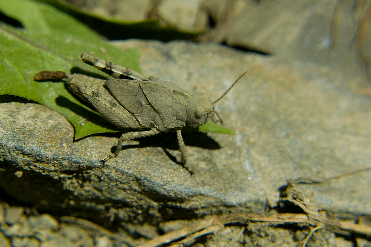 Grasshopper3.jpg