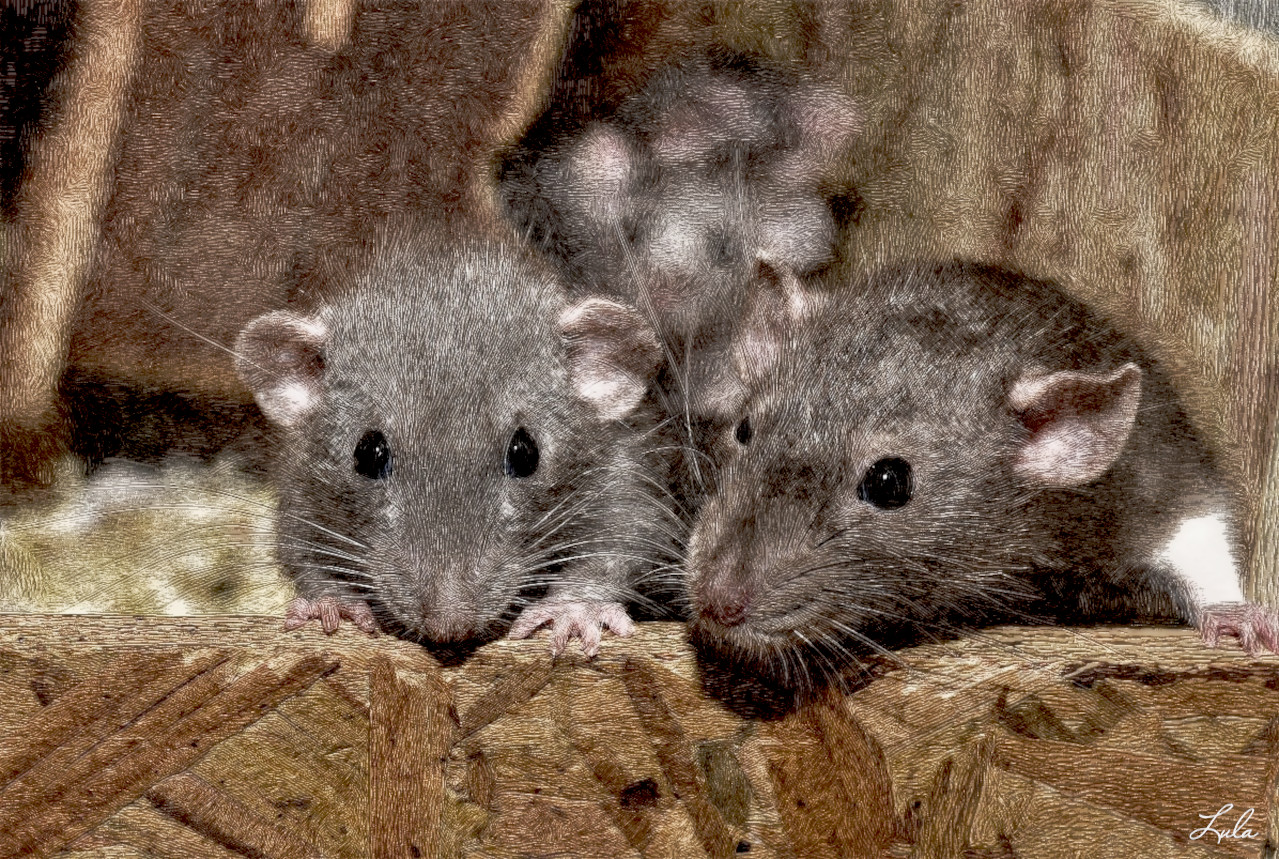 souris.DrawD.PaperNeutralGrey.screen50%.jpg