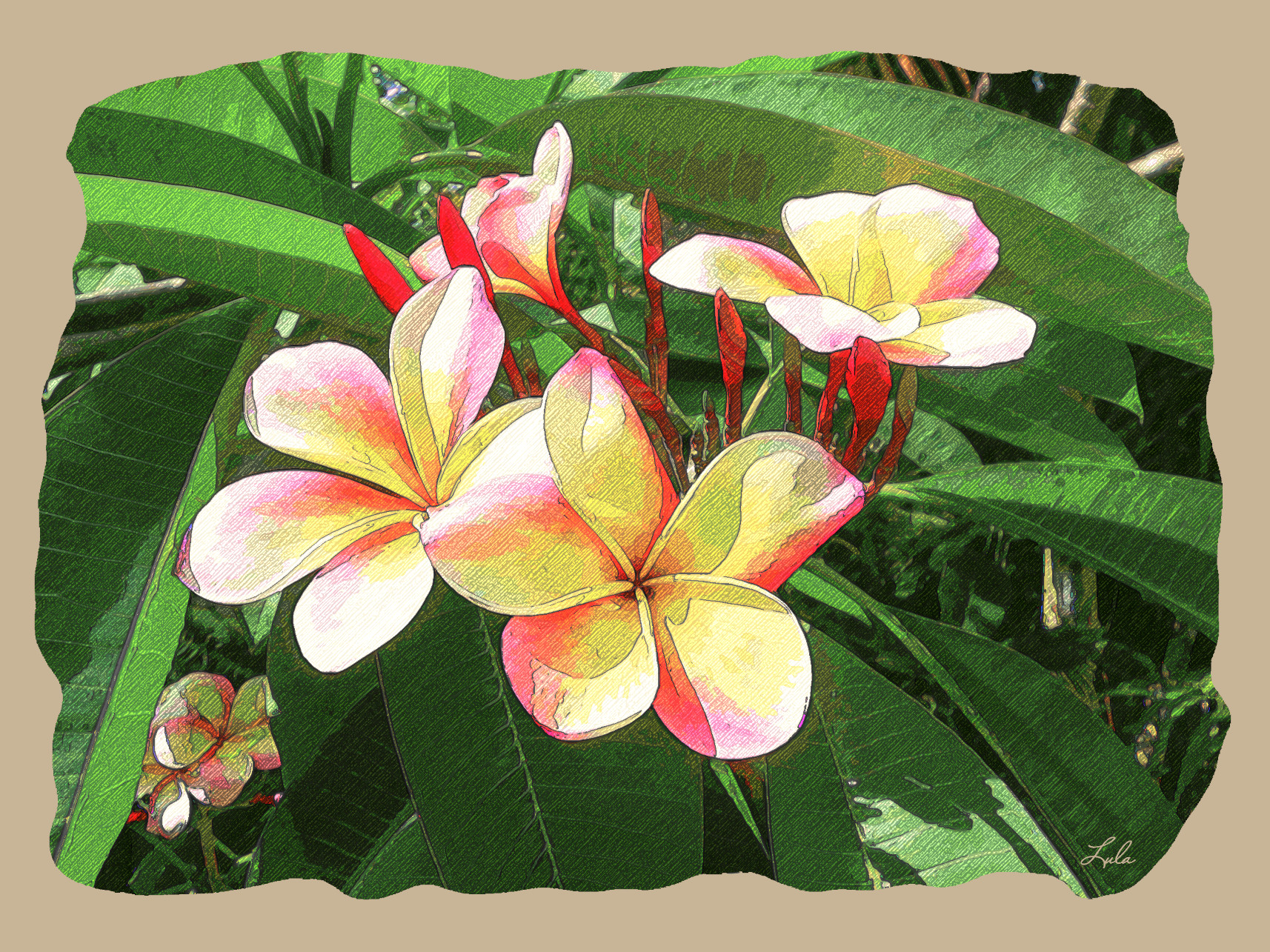 Plumeria.DN.DrawColoreeBC2X.jpg