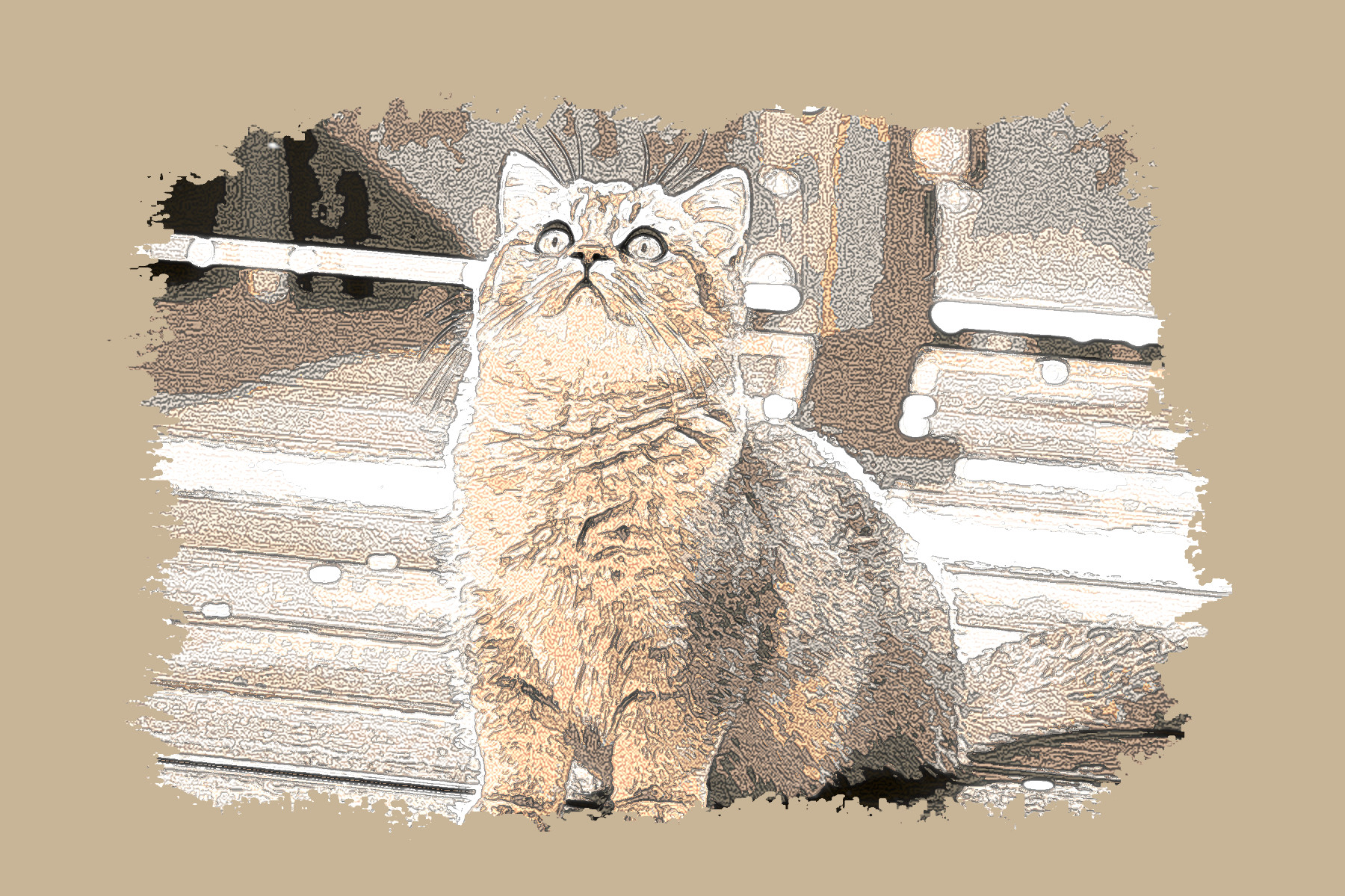 british-shorthair-6815375_DN_SimpleGraphics_DrawTextureColoree_3.jpg