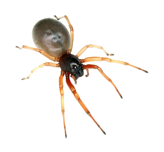 scareyspider.png