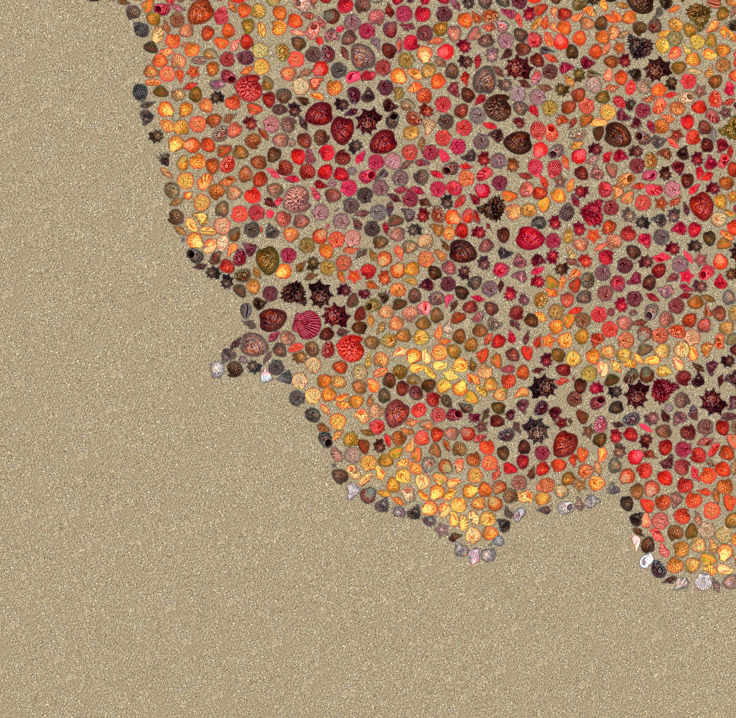 Shells on a beach.jpg