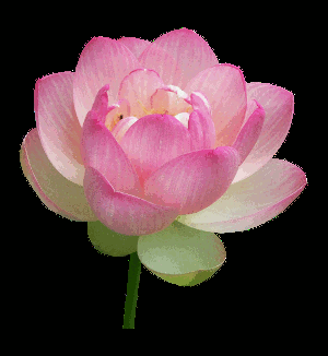 lotusflower.gif