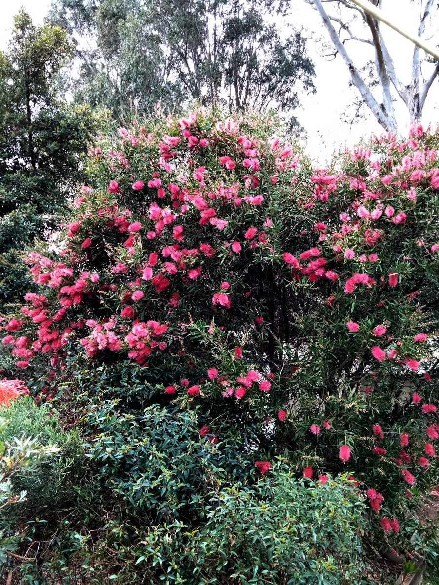 callistemon_perth_pink.png