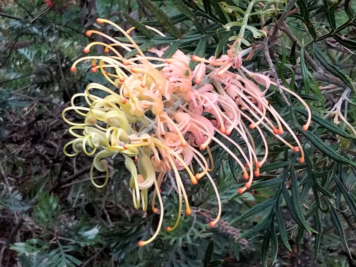 grevillea_peaches_&_cream.png