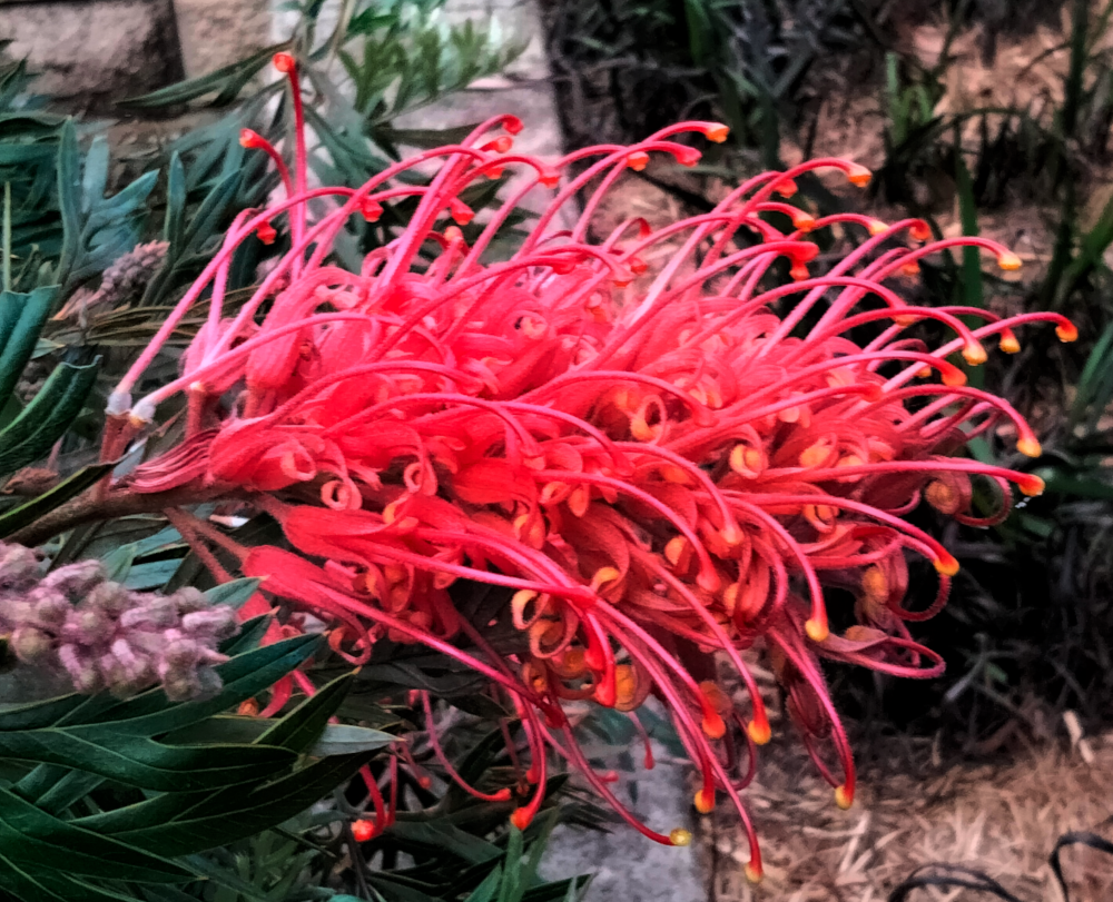 grevillea_molly.png