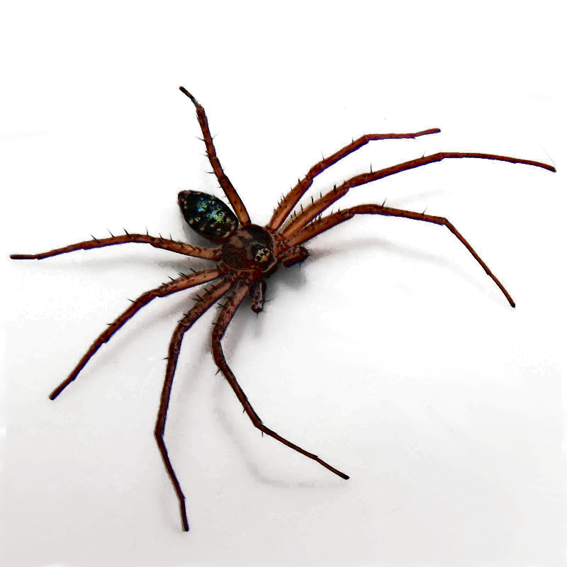 spider.png