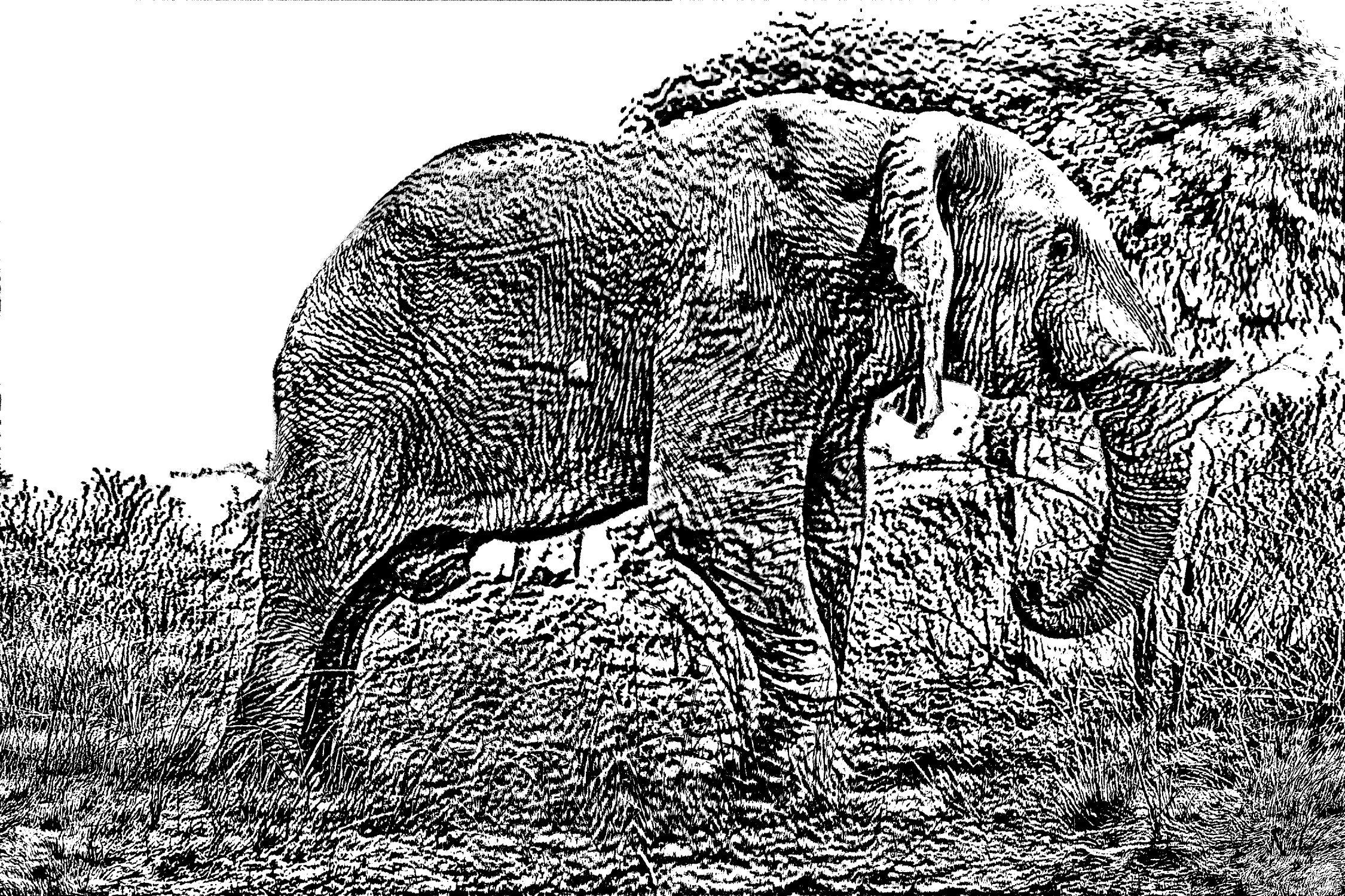 Elephant Engraved.jpg
