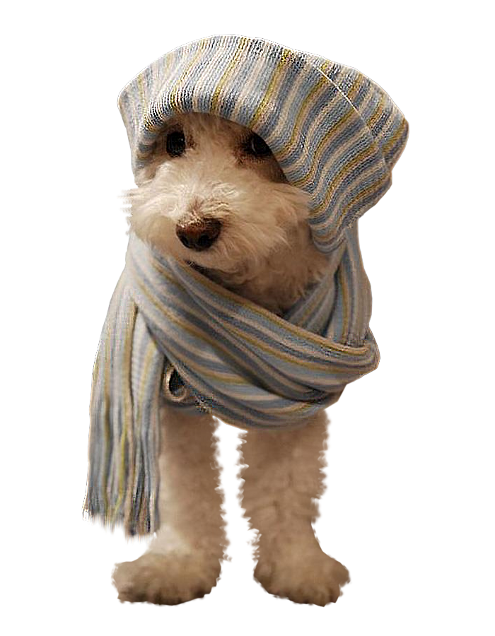 49-piccolo dog.png