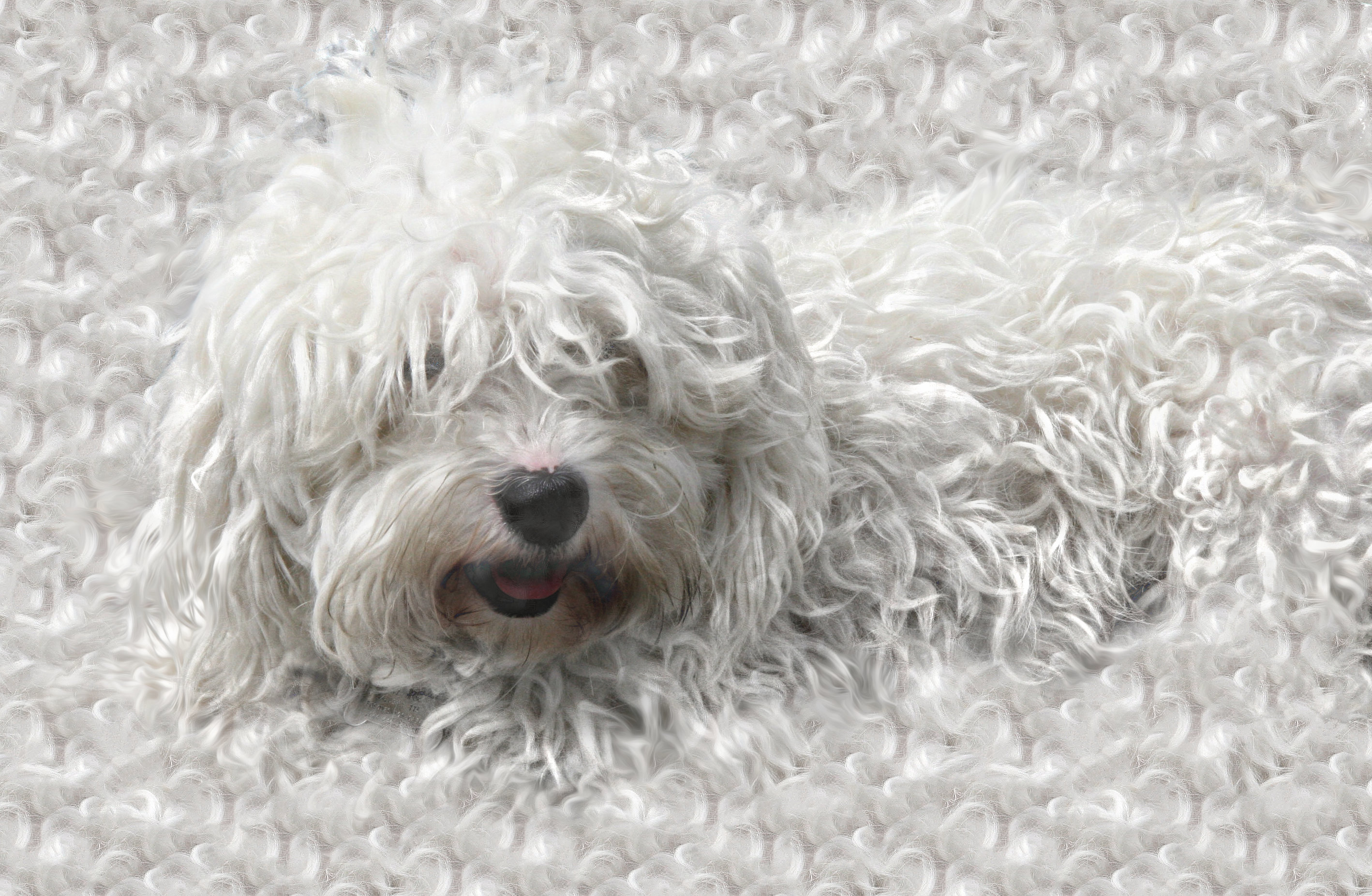 Resting on ones own fur.jpg