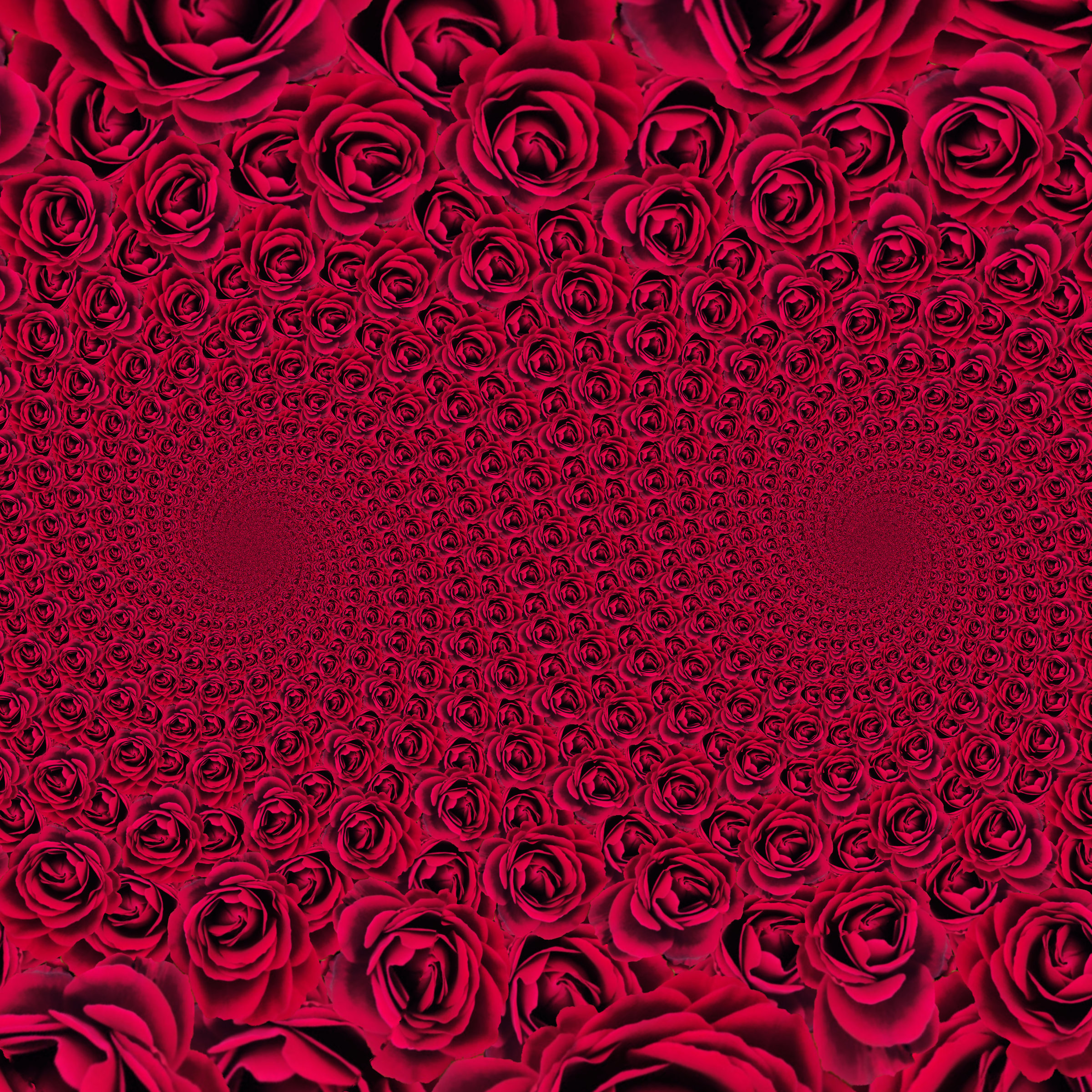 Droste_Rose_dbleple.jpg