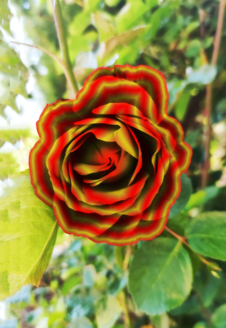 issa_rose.png