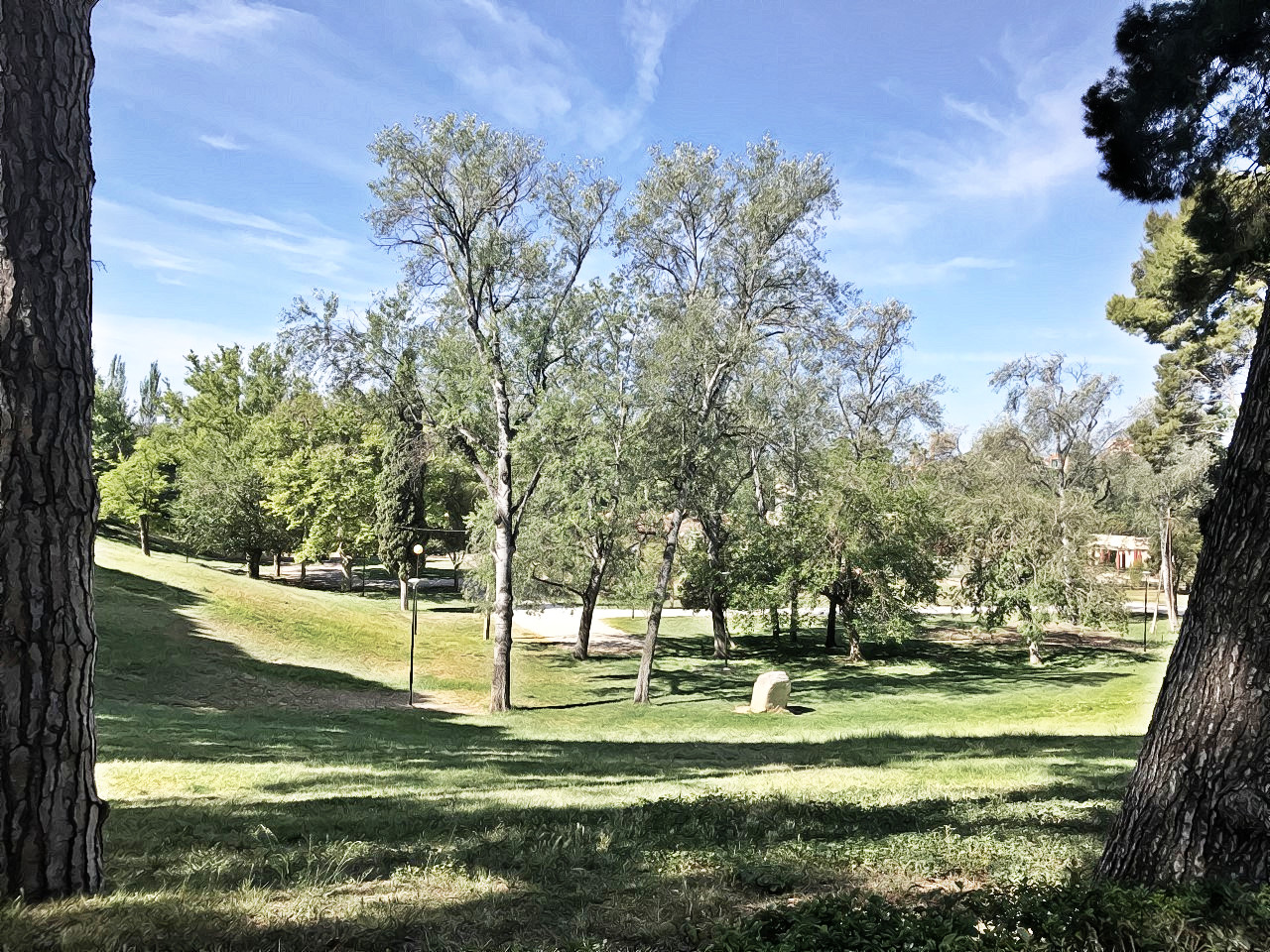 trees.jpg